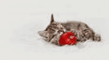 a kitten is laying in the snow playing with a red christmas ornament .