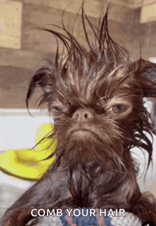 a picture of a dog with wet hair and the words comb your hair