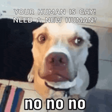 a dog with a caption that says your human is gay need a new human