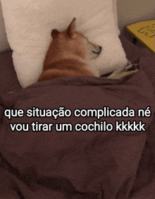 a dog laying on a bed under a blanket with the words que situacao complicatada ne vou tirar um cochilo kkkk