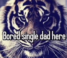 a picture of a tiger with the words bored single dad here written on it