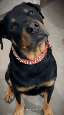 a close up of a dog wearing a red collar with rhinestones