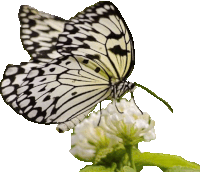 a black and white butterfly sitting on a white flower