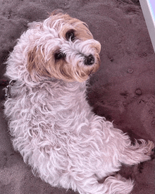 a small brown and white dog is laying on the sand