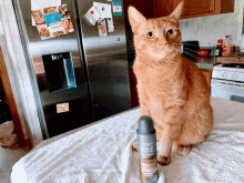 a cat sitting on a counter next to a bottle of dove hair care