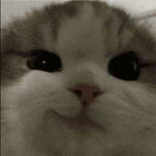 a close up of a cat 's face with its eyes closed