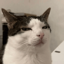 a close up of a cat 's face with a serious look on its face
