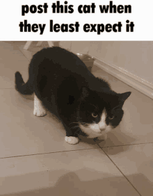 a black and white cat standing on a tiled floor with the caption post this cat when they least expect it above it