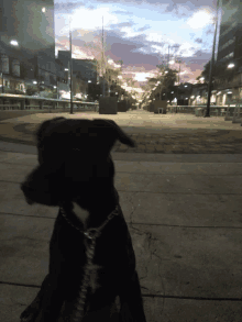 a black dog is sitting on a sidewalk in front of a building that says ' abercrombie & fitch '