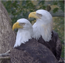 two bald eagles perched on a tree branch