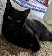 a black cat is laying down on a carpet and looking at the camera