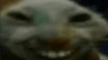 a blurry picture of a cat 's face with a smile