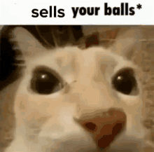 a close up of a cat 's face with the words `` sells your balls '' written on it .