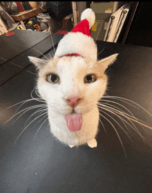 a cat wearing a santa hat with its tongue out