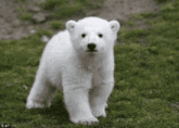 a polar bear cub is walking in the grass and looking at the camera