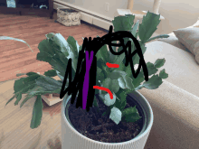 a plant with a face drawn on it