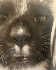 a close up of a cat 's face with a white nose