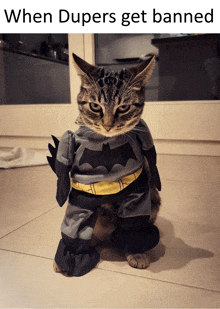 a cat is dressed in a batman costume