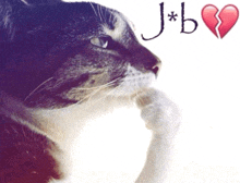 a picture of a cat with a broken heart and the words j * b on the bottom