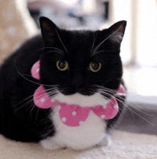 a black and white cat wearing a pink polka dot scarf .