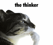 a cat laying down with its paw on its chin and the words the thinker above it