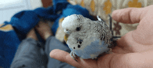 a person is holding a small blue and white bird