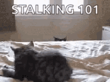 a cat is laying on a bed with the words stalking 101 written above it