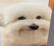 a small white dog is looking out of a doorway .