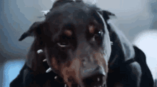 a close up of a dog wearing a collar with spikes .