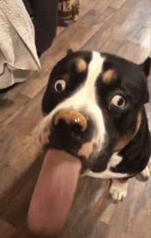 a black and white dog sticking its tongue out at the camera