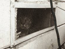 a rat is looking out of a metal cage on a wall