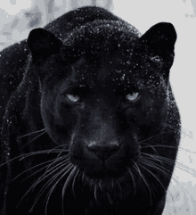 a close up of a black panther with blue eyes in the snow .