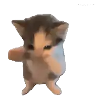 a brown and white kitten is standing on its hind legs on a white background