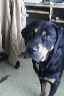 a black dog standing in front of a desk