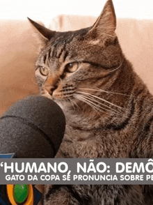 a cat is licking a microphone with the words humano nao demo gato da copa se pronuncia sobre pe below it