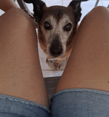 a dog sitting on a person 's lap looking up at the camera