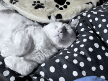 a white cat laying on a black and white polka dot blanket