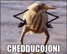 a bird with black arms and legs is standing on a beach with the words chedducojoni written on it .