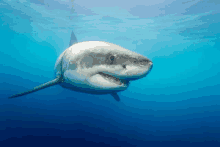 a great white shark is swimming in the ocean with its mouth open