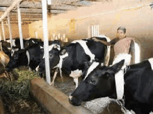 a woman is standing next to a herd of cows in a barn eating grass .