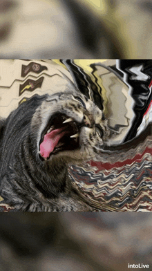a picture of a cat with its mouth wide open is displayed on intolive