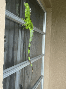 a green lizard is sitting on a window ledge