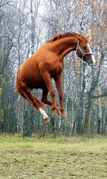 a brown horse is jumping in the air in a field with trees in the background