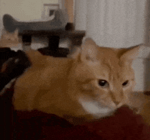 a close up of an orange cat laying on a couch .