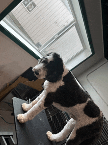 a black and white dog sitting on a grooming table