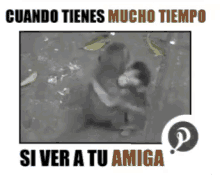 a picture of a monkey with a caption that says " cuando tienes mucho tiempo si ver a tu amiga "