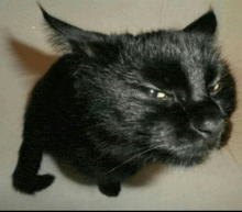 a close up of a black cat 's face with yellow eyes