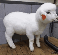 a white sheep with a tag on its ear is standing next to a vacuum cleaner .