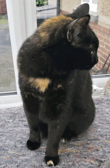 a black cat with a yellow spot on its chest is looking out a window