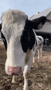 a black and white cow with a tag on its ear that says ' a ' on it